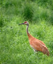 Image result for Grus canadensis