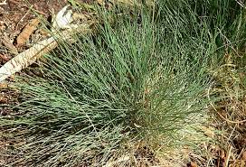 Attēlu rezultāti vaicājumam “Festuca arenaria”