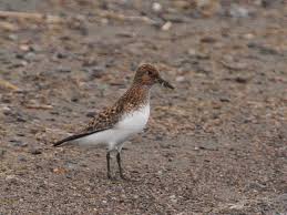 Attēlu rezultāti vaicājumam “Calidris alba adult”