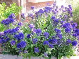 Image result for Campanula affinis