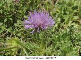 Attēlu rezultāti vaicājumam “Cirsium acaule leaf”