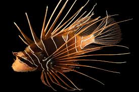 Image result for Pterois radiata