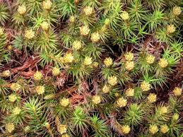 Attēlu rezultāti vaicājumam “Polytrichum commune”