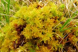 Attēlu rezultāti vaicājumam “Sphagnum rubellum”