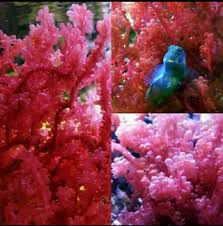 Attēlu rezultāti vaicājumam “Lycogala botrydium macro”