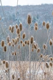 Attēlu rezultāti vaicājumam “Dipsacus fullonum fruit”