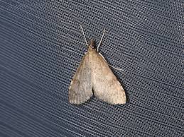 Attēlu rezultāti vaicājumam “Udea prunalis”