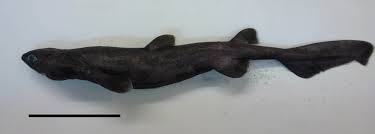 Image result for Dalatias licha