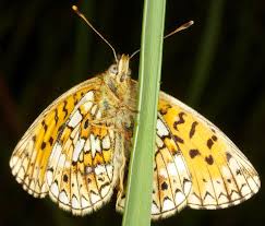 Attēlu rezultāti vaicājumam “Clossiana selene underside”