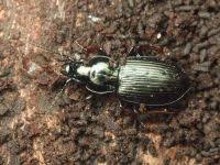 Attēlu rezultāti vaicājumam “Pterostichus oblongopunctatus”