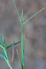 Attēlu rezultāti vaicājumam “Digitaria ischaemum leaf”