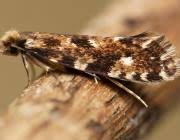 Attēlu rezultāti vaicājumam “Nemapogon cloacella”