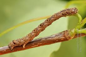 Attēlu rezultāti vaicājumam “Epirranthis diversata”