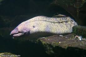 Image result for Muraena helena