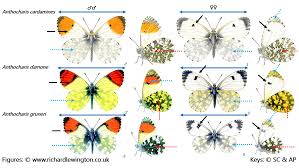 Attēlu rezultāti vaicājumam “Anthocharis cardamines underside”