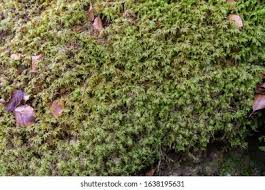 Attēlu rezultāti vaicājumam “Warnstorfia fluitans”