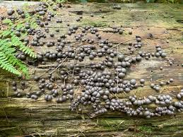 Attēlu rezultāti vaicājumam “Lycogala miserum spores”