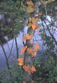 Attēlu rezultāti vaicājumam “Fallopia convolvulus leaf”