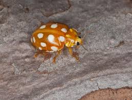 Attēlu rezultāti vaicājumam “Halyzia sedecimguttata”