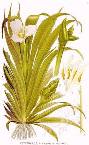 Attēlu rezultāti vaicājumam “Stratiotes aloides flower”