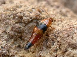 Attēlu rezultāti vaicājumam “Tachyporus sp.”