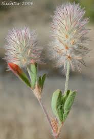 Attēlu rezultāti vaicājumam “Trifolium arvense fruit”