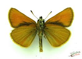 Attēlu rezultāti vaicājumam “Thymelicus lineola underside”