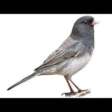 Image result for Junco hyemalis