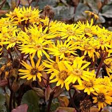 Attēlu rezultāti vaicājumam “Ligularia sibirica leaf”