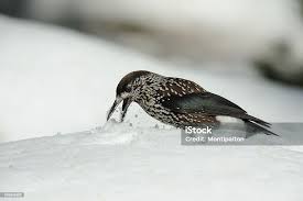 Attēlu rezultāti vaicājumam “Nucifraga caryocatactes adult”