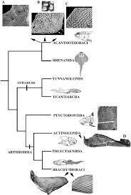 Attēlu rezultāti vaicājumam “Placodermi”