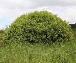 Attēlu rezultāti vaicājumam “Salix cinerea”