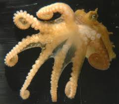 Image result for Enteroctopus dofleini