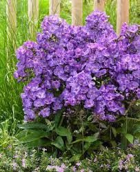 Image result for Phlox paniculata `Sweet Summer`