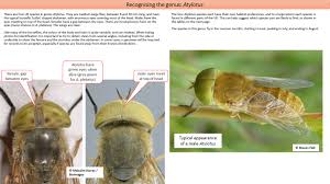 Attēlu rezultāti vaicājumam “Atylotus sp.”