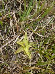 Attēlu rezultāti vaicājumam “Pinguicula vulgaris”