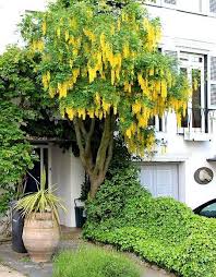 Attēlu rezultāti vaicājumam “Laburnum alpinum”