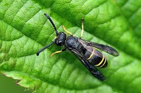 Attēlu rezultāti vaicājumam “Ancistrocerus sp. male”