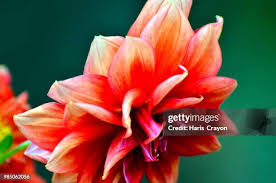 Image result for Dahlia x pinnata `Redskin`
