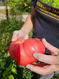 Afbeeldingsresultaat voor Pink Brandywine tomato