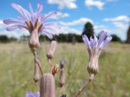 Attēlu rezultāti vaicājumam “Lactuca tatarica bud”