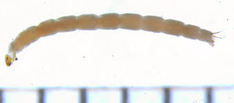 Attēlu rezultāti vaicājumam “Chironomidae larvae”