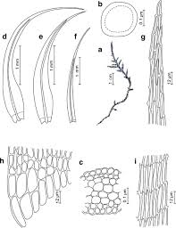 Attēlu rezultāti vaicājumam “Warnstorfia exannulata”