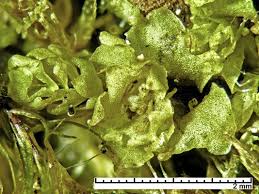 Attēlu rezultāti vaicājumam “Gymnocolea inflata”