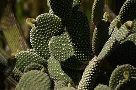 Image result for Cactaceae