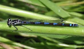 Attēlu rezultāti vaicājumam “Coenagrion pulchellum male”