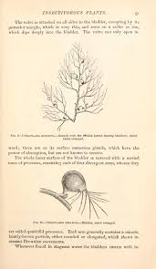 Attēlu rezultāti vaicājumam “Utricularia x neglecta leaf”