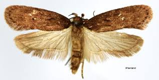 Attēlu rezultāti vaicājumam “Depressaria olerella imago”