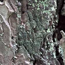 Attēlu rezultāti vaicājumam “Scoliciosporum chlorococcum”