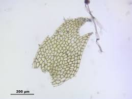 Attēlu rezultāti vaicājumam “Harpanthus flotovianus”